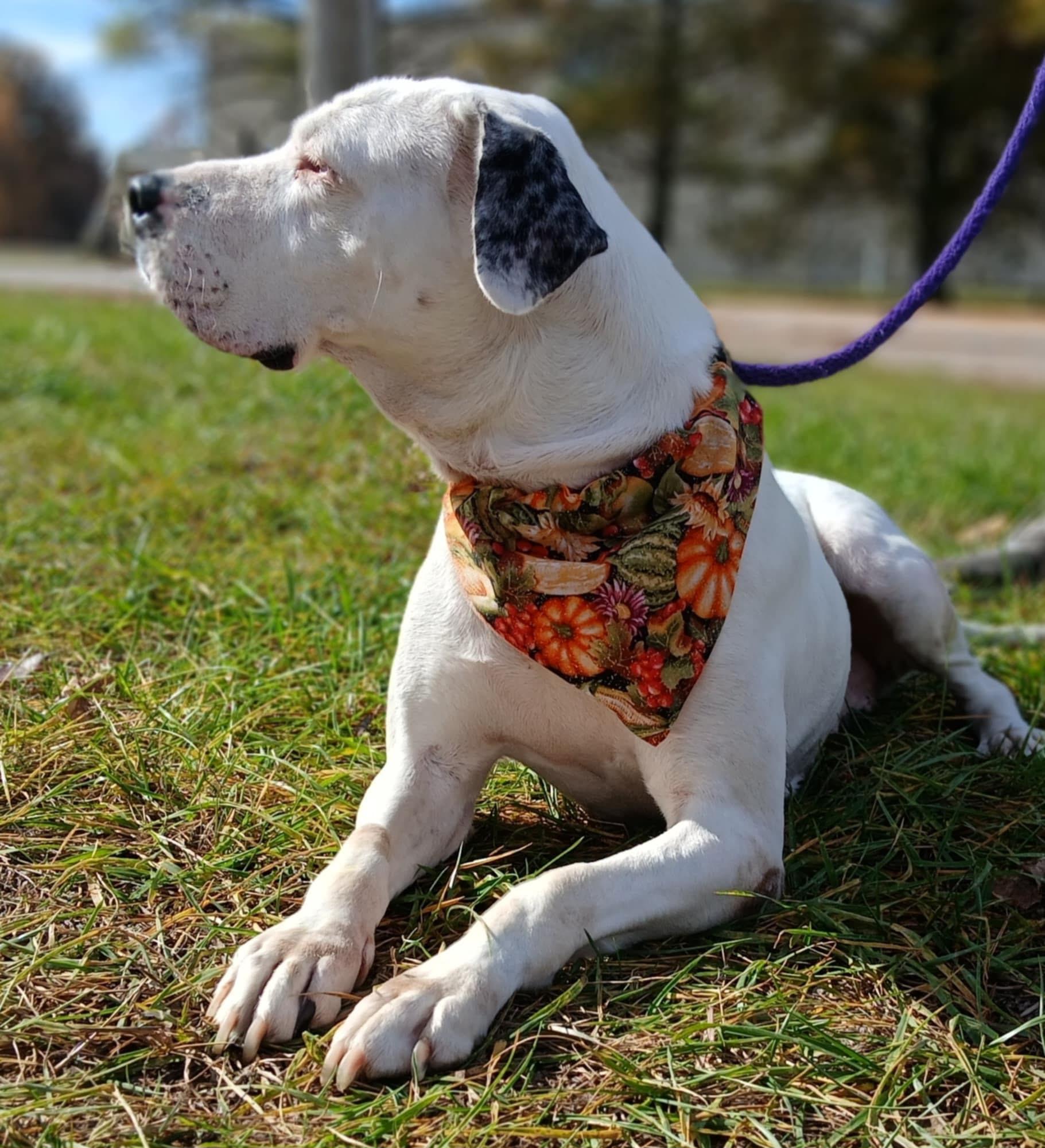 Molly, ADOPTABLE, Adult Female Pit Bull Terrier.