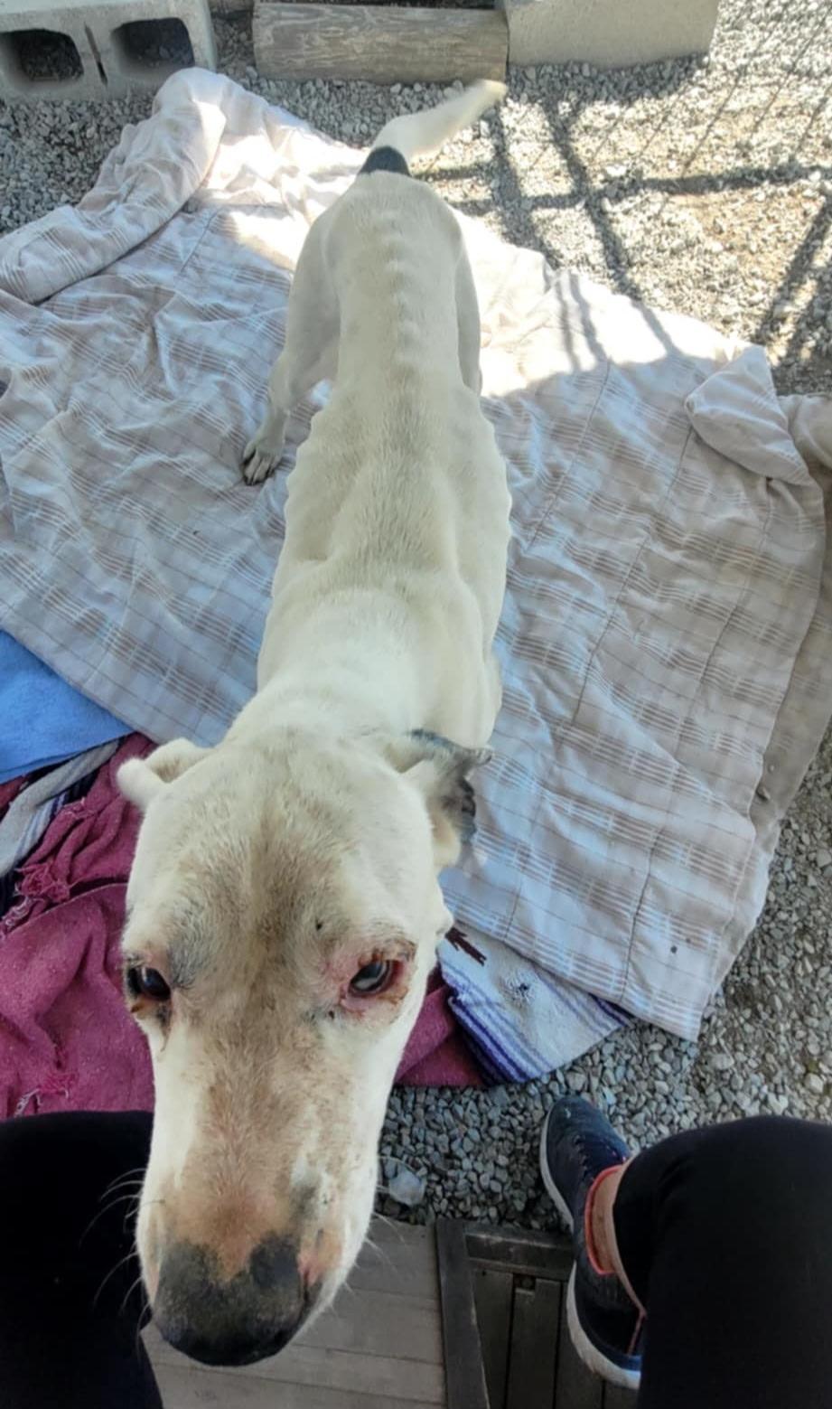 Enlarge Molly, a ADOPTABLE mixed breed in Jamestown, TN image 2/2
