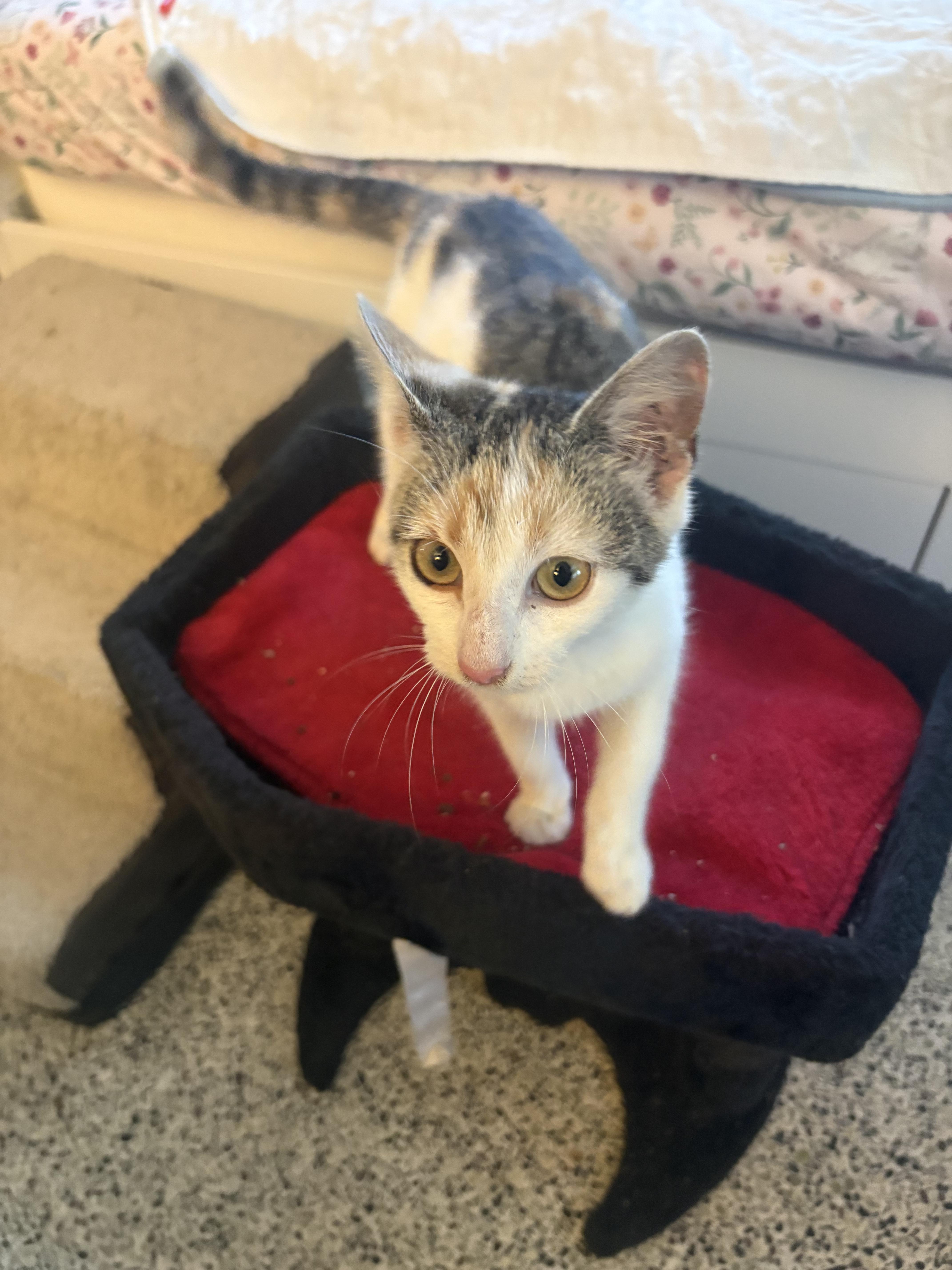 Patches, an adopted Domestic Short Hair in Saint Pete Beach, FL image 2/3