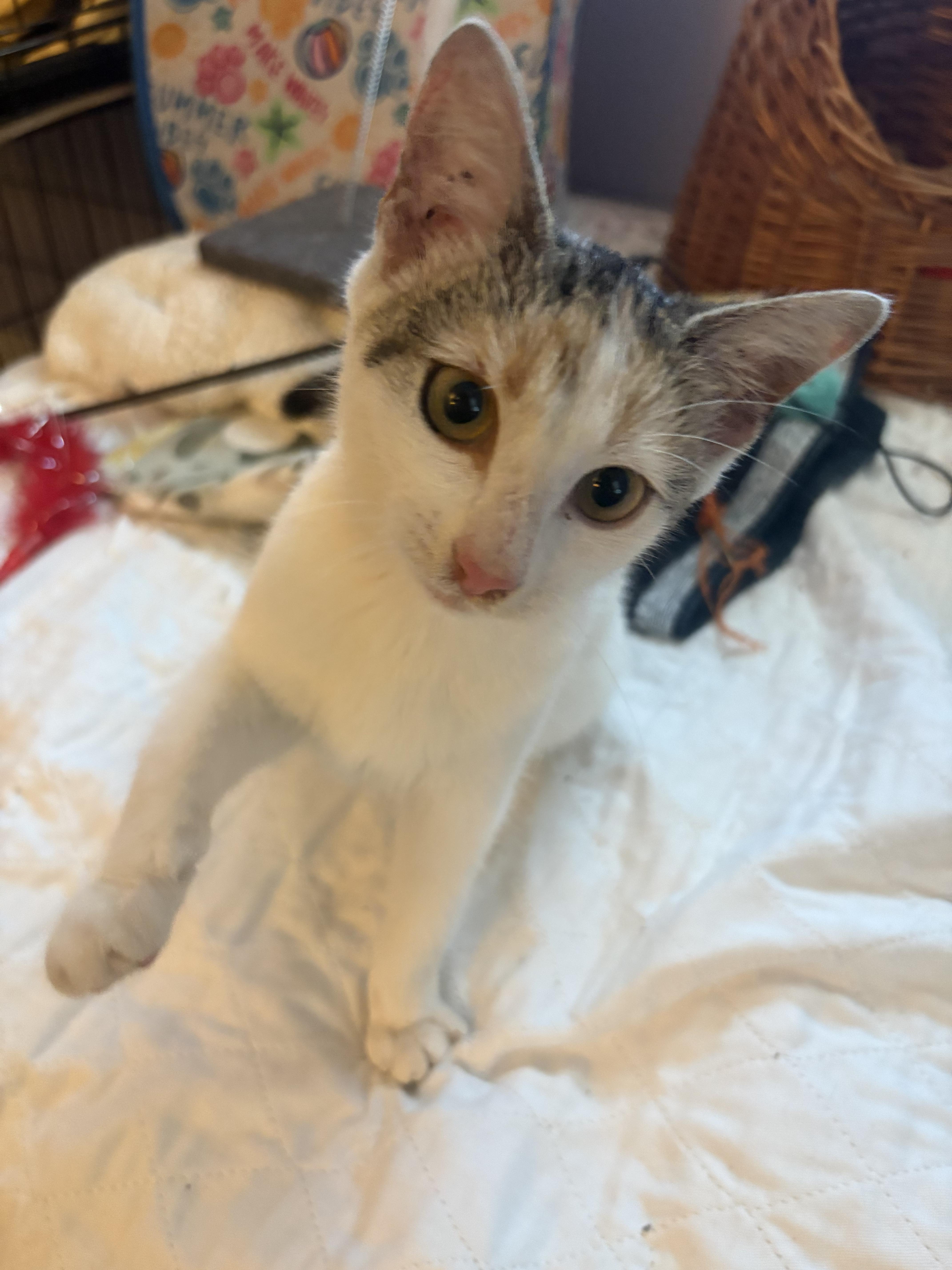 Patches, an adopted Domestic Short Hair in Saint Pete Beach, FL image 1/3