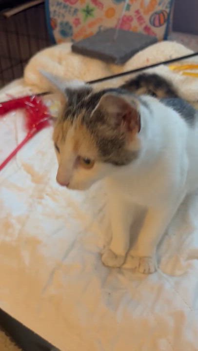 Enlarge Patches, an adopted Domestic Short Hair in Saint Pete Beach, FL video 3/3