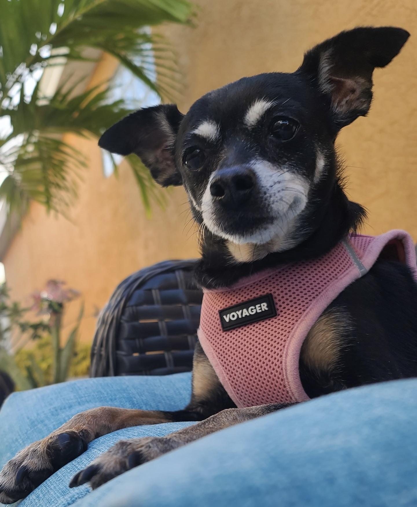 Enlarge Little Sweet Senior needs a LAP!, a ADOPTABLE Miniature Pinscher in Fort Myers Beach, FL image 1/4
