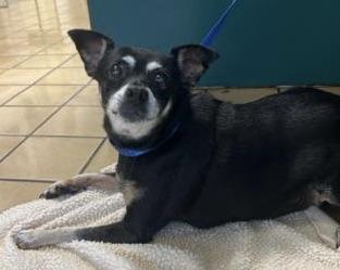 Enlarge Little Sweet Senior needs a LAP!, a ADOPTABLE Miniature Pinscher in Fort Myers Beach, FL image 4/4