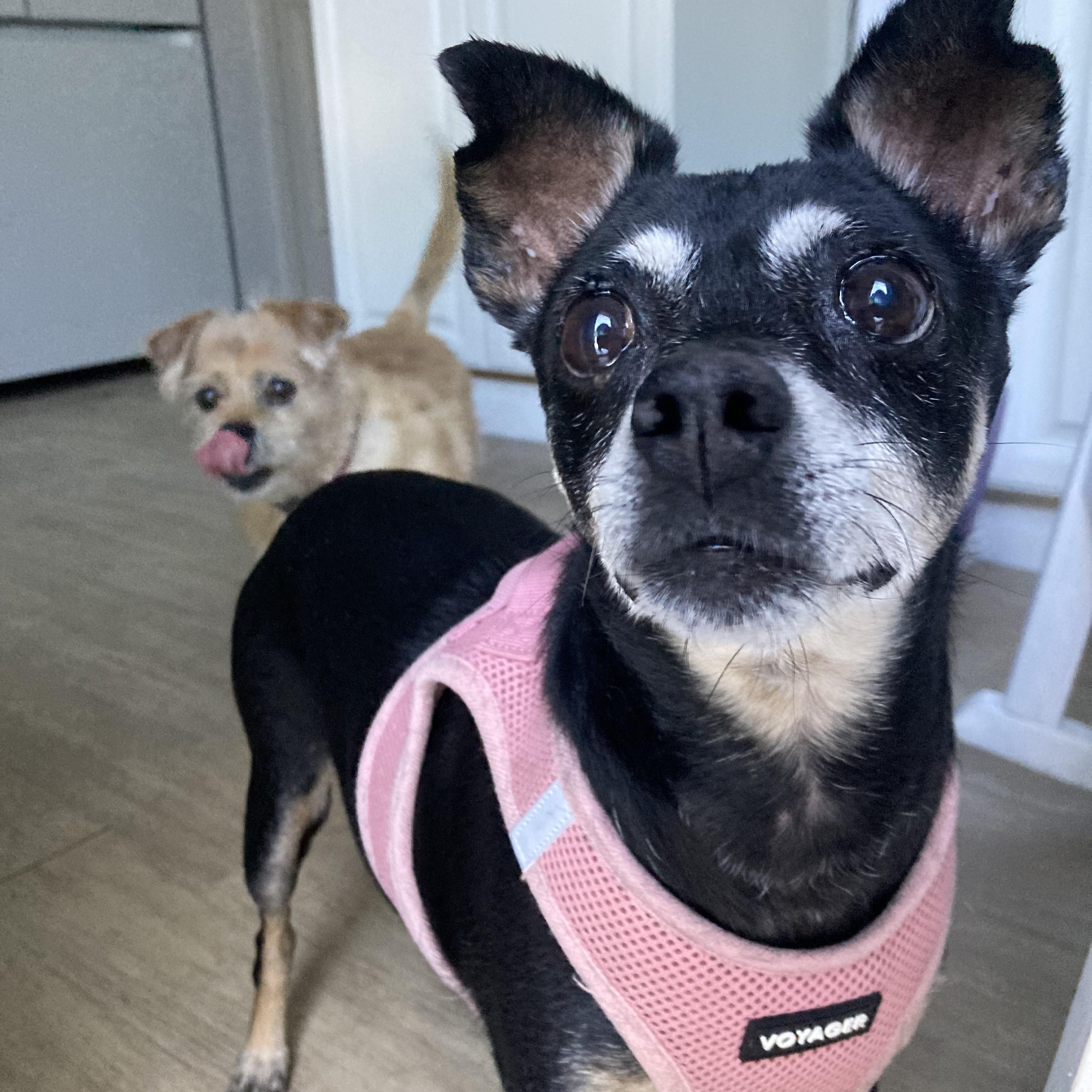 Little Sweet Senior needs a LAP!, ADOPTABLE, Senior Female Miniature Pinscher.