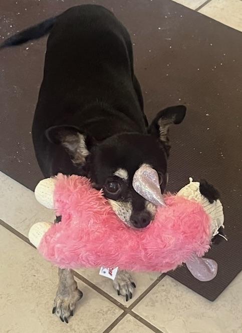 Enlarge Little Sweet Senior needs a LAP!, a ADOPTABLE Miniature Pinscher in Fort Myers Beach, FL image 2/4