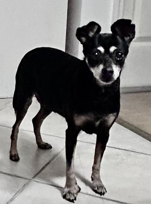 Enlarge Little Sweet Senior needs a LAP!, a ADOPTABLE Miniature Pinscher in Fort Myers Beach, FL image 3/4