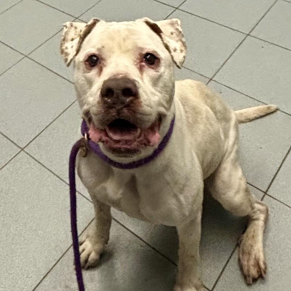 Enlarge Bella, a ADOPTABLE mixed breed in Buffalo, NY image 3/5