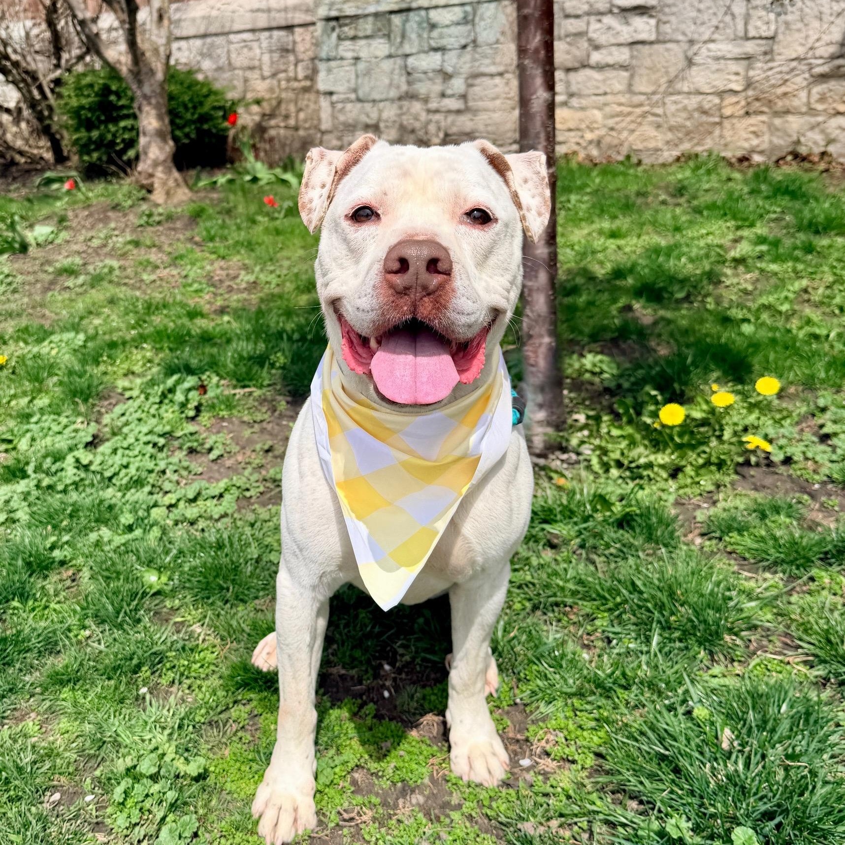 Bella, ADOPTABLE, Adult Female Pit Bull Terrier.