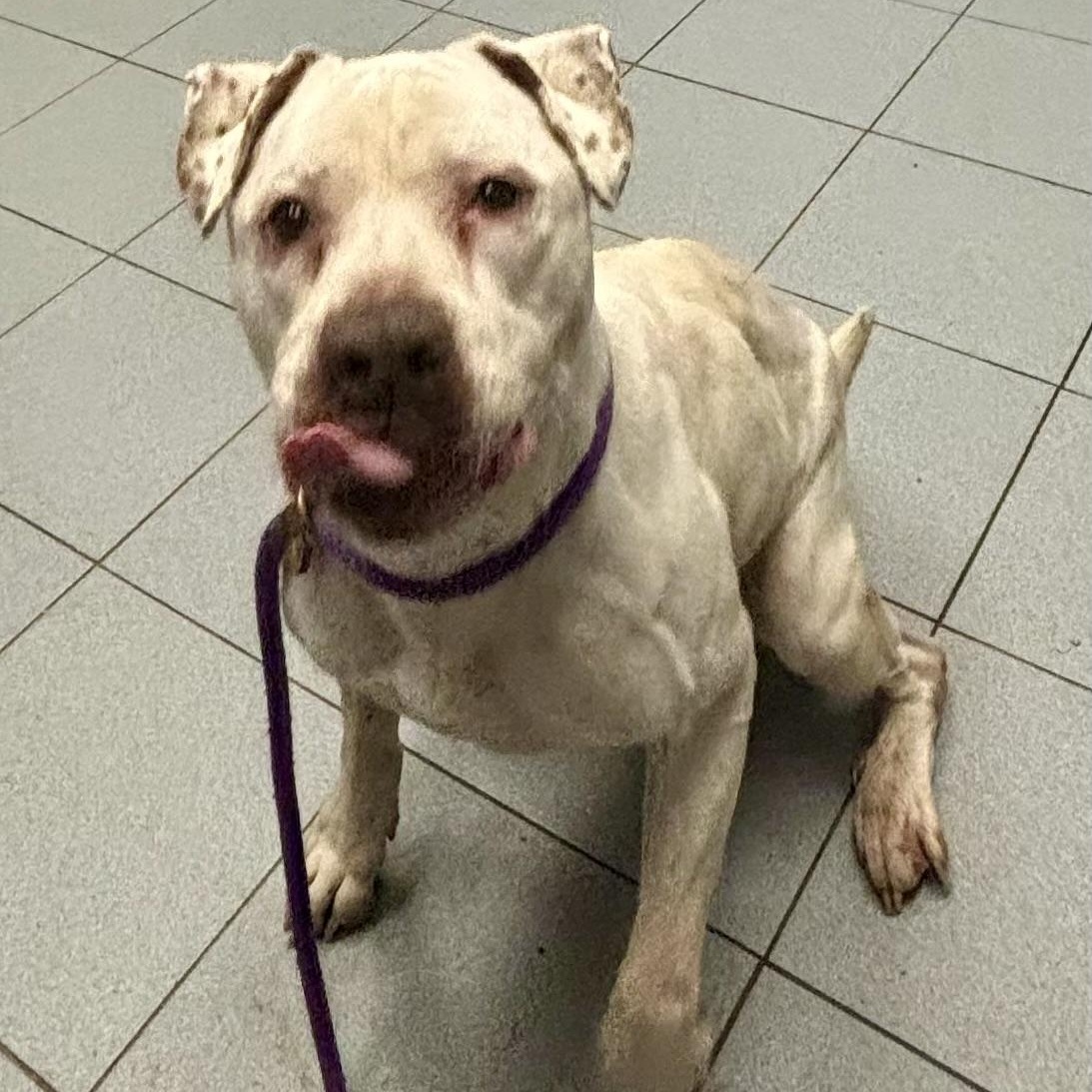 Enlarge Bella, a ADOPTABLE mixed breed in Buffalo, NY image 4/5