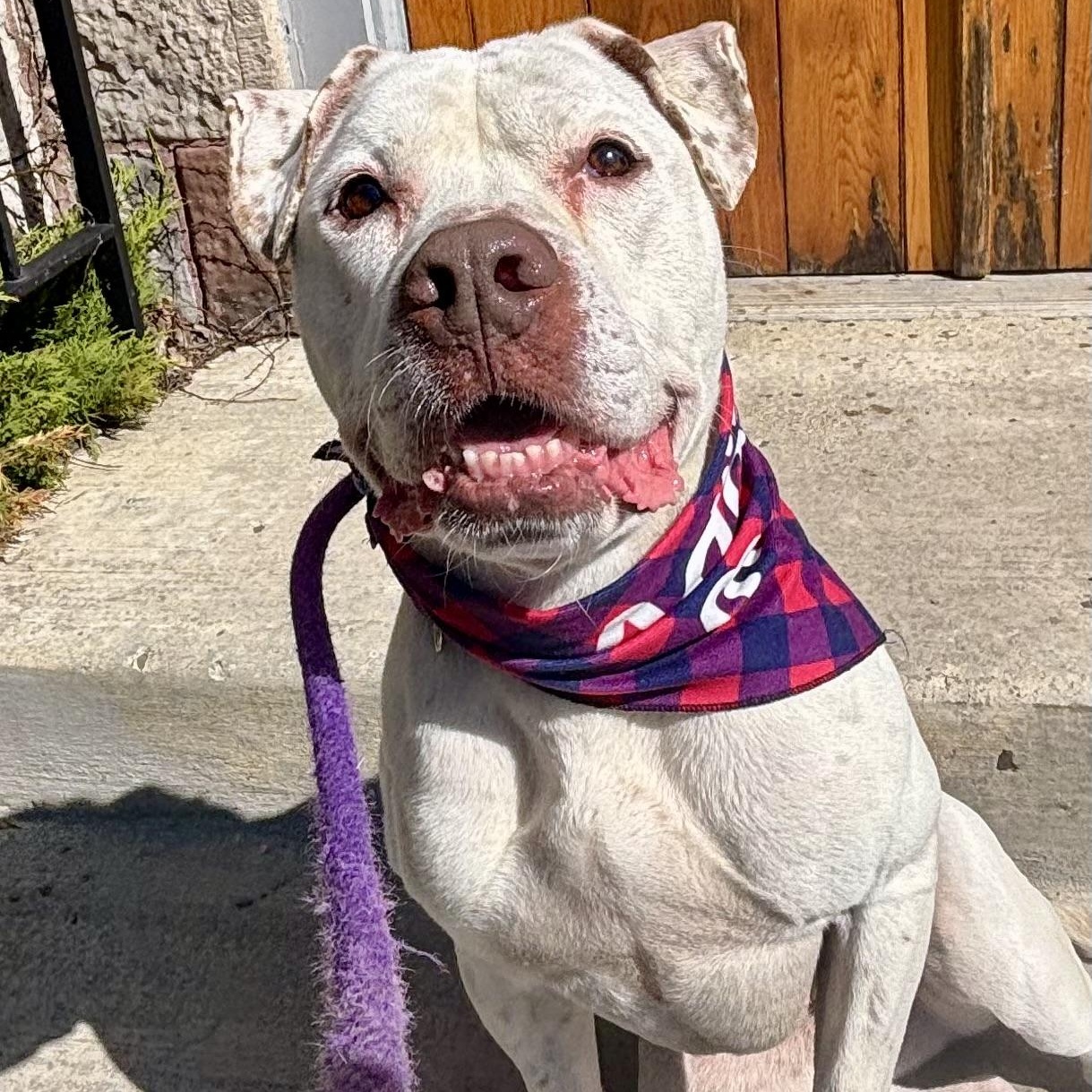 Enlarge Bella, a ADOPTABLE mixed breed in Buffalo, NY image 3/6