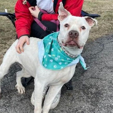 Enlarge Bella, a ADOPTABLE mixed breed in Buffalo, NY image 1/5