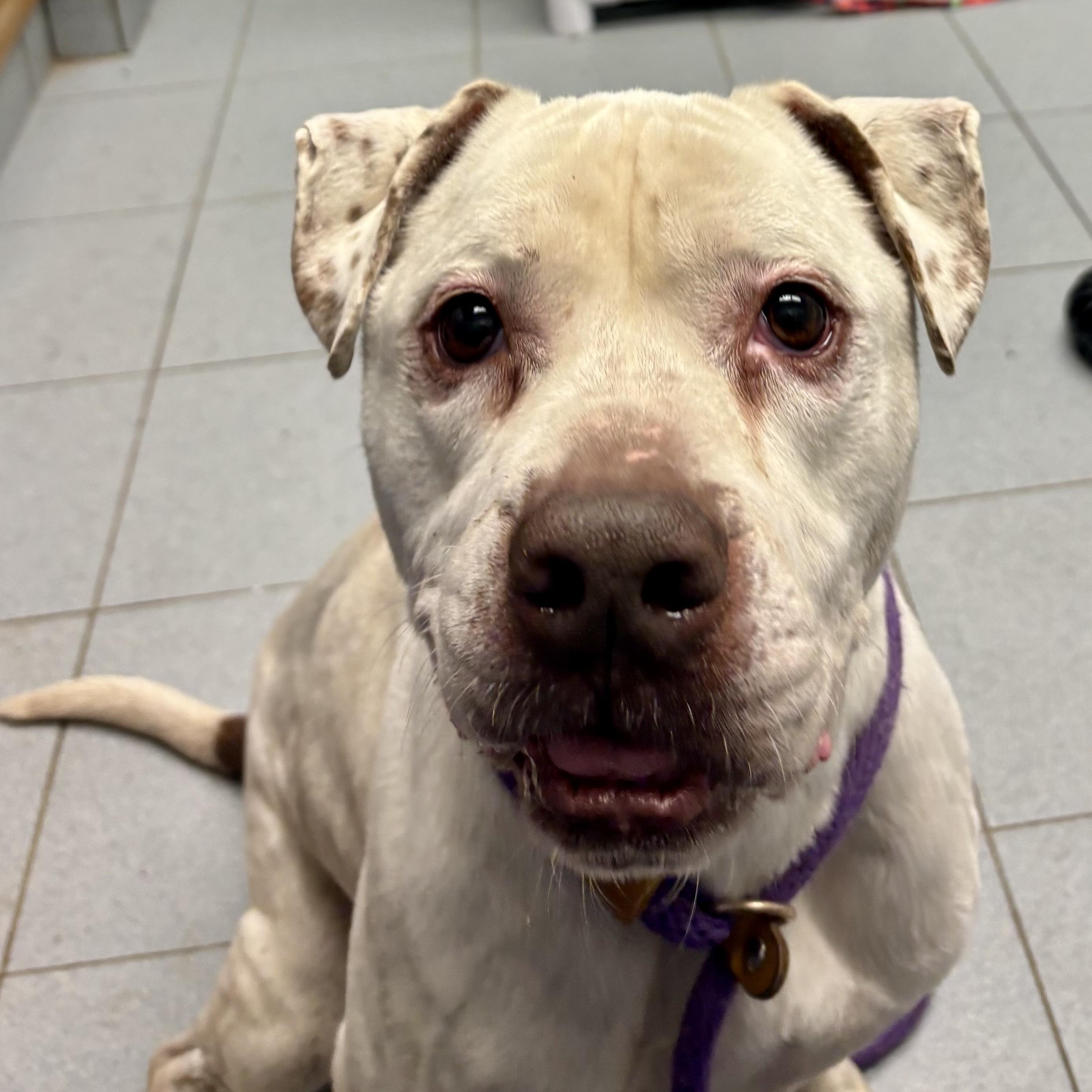 Enlarge Bella, a ADOPTABLE mixed breed in Buffalo, NY image 5/5