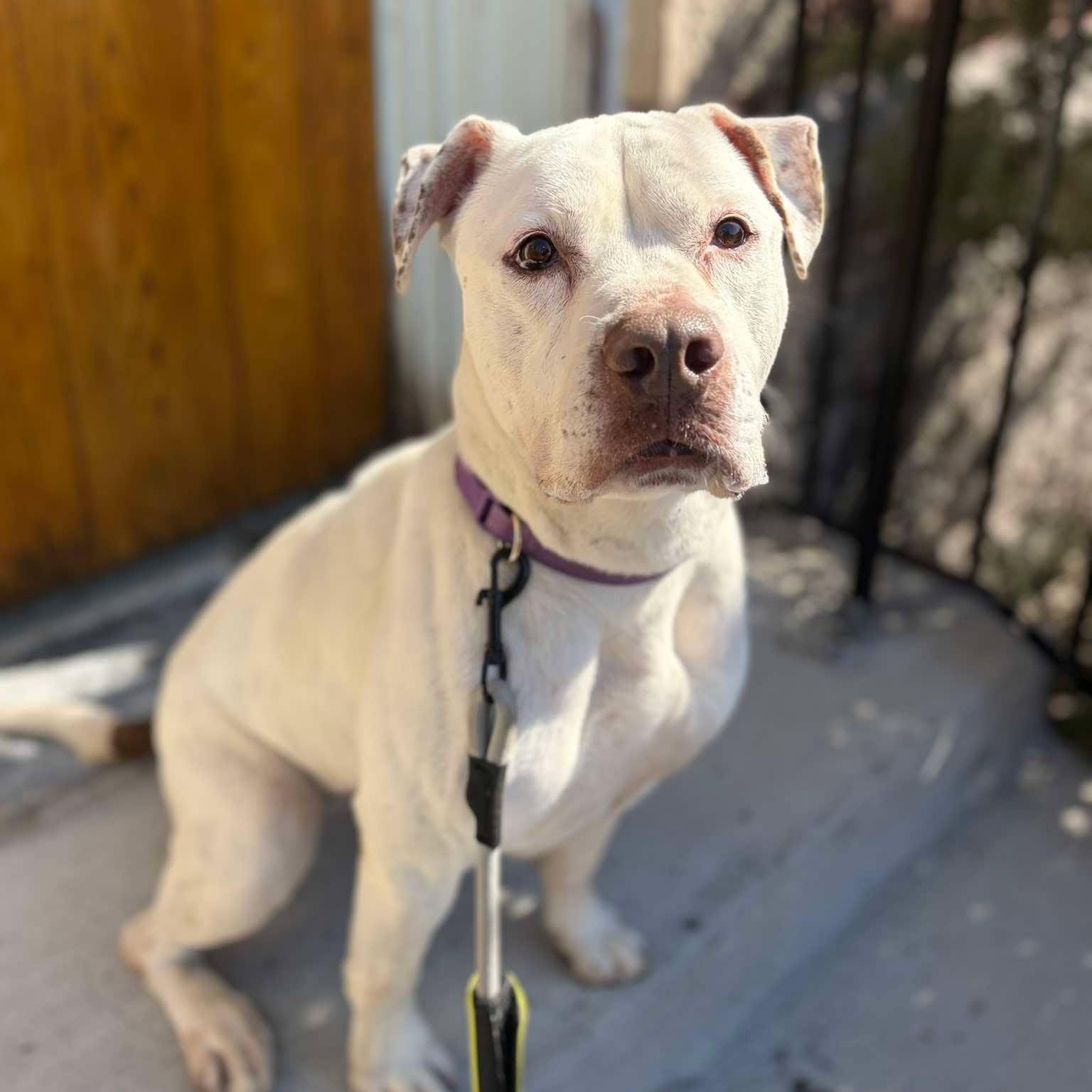 Enlarge Bella, a ADOPTABLE mixed breed in Buffalo, NY image 2/6