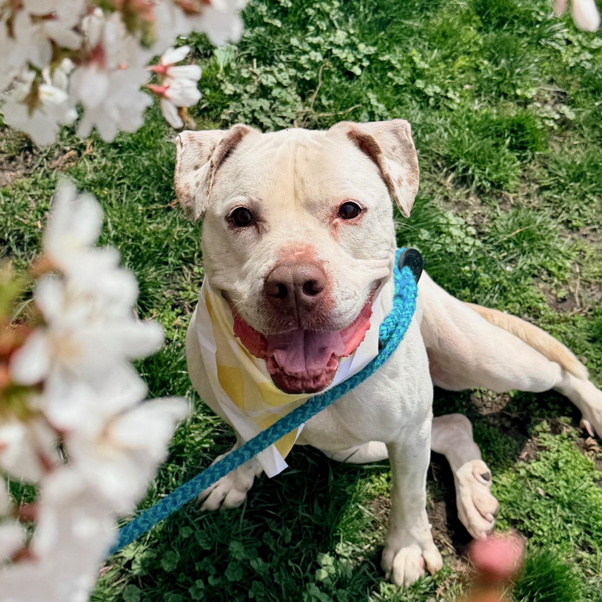 Enlarge Bella, a ADOPTABLE mixed breed in Buffalo, NY image 6/6