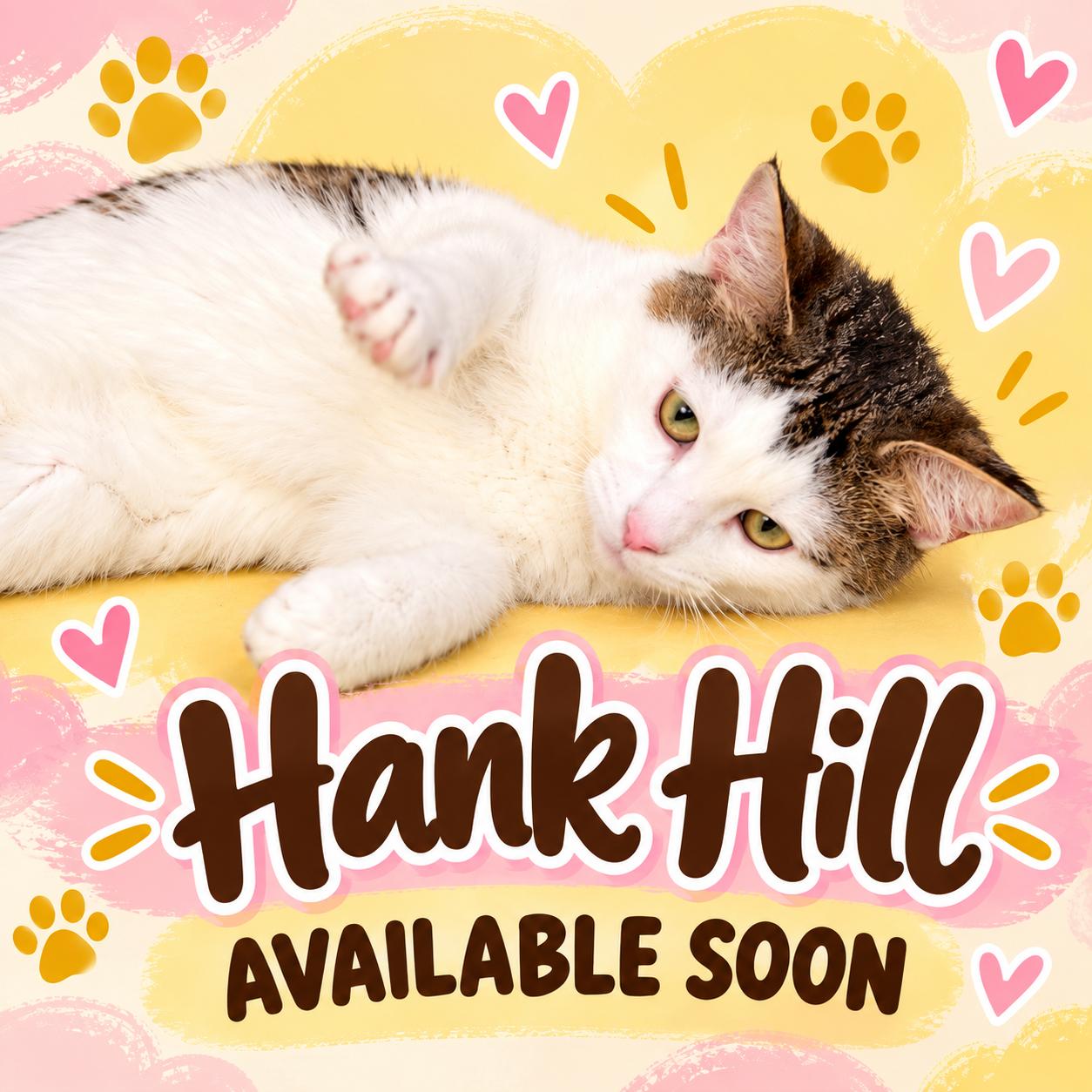 Hank Hill, Adoptable, Young Male Domestic Short Hair.