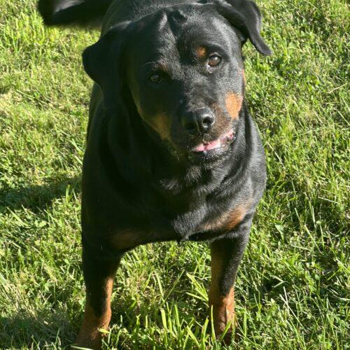 Sakura, Adoptable, Young Female Rottweiler.