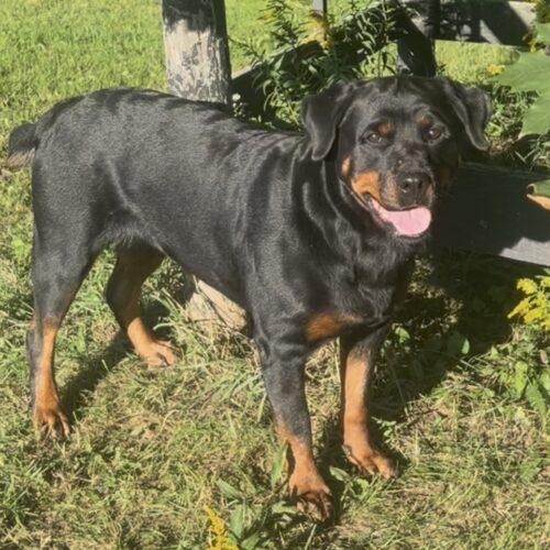 Sakura, a Adoptable Rottweiler in Vienna, ON image 2/5