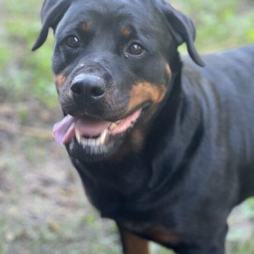 Sakura, a Adoptable Rottweiler in Vienna, ON image 3/5