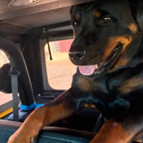 Sakura, a Adoptable Rottweiler in Vienna, ON image 4/5