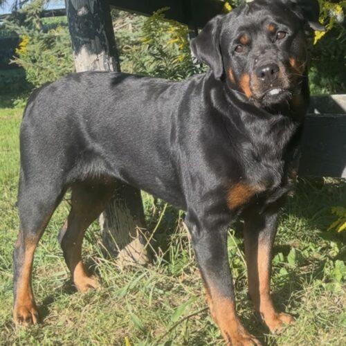Sakura, a Adoptable Rottweiler in Vienna, ON image 5/5