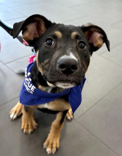 Turk, Adoptable, Puppy Male Shepherd & Mixed Breed.