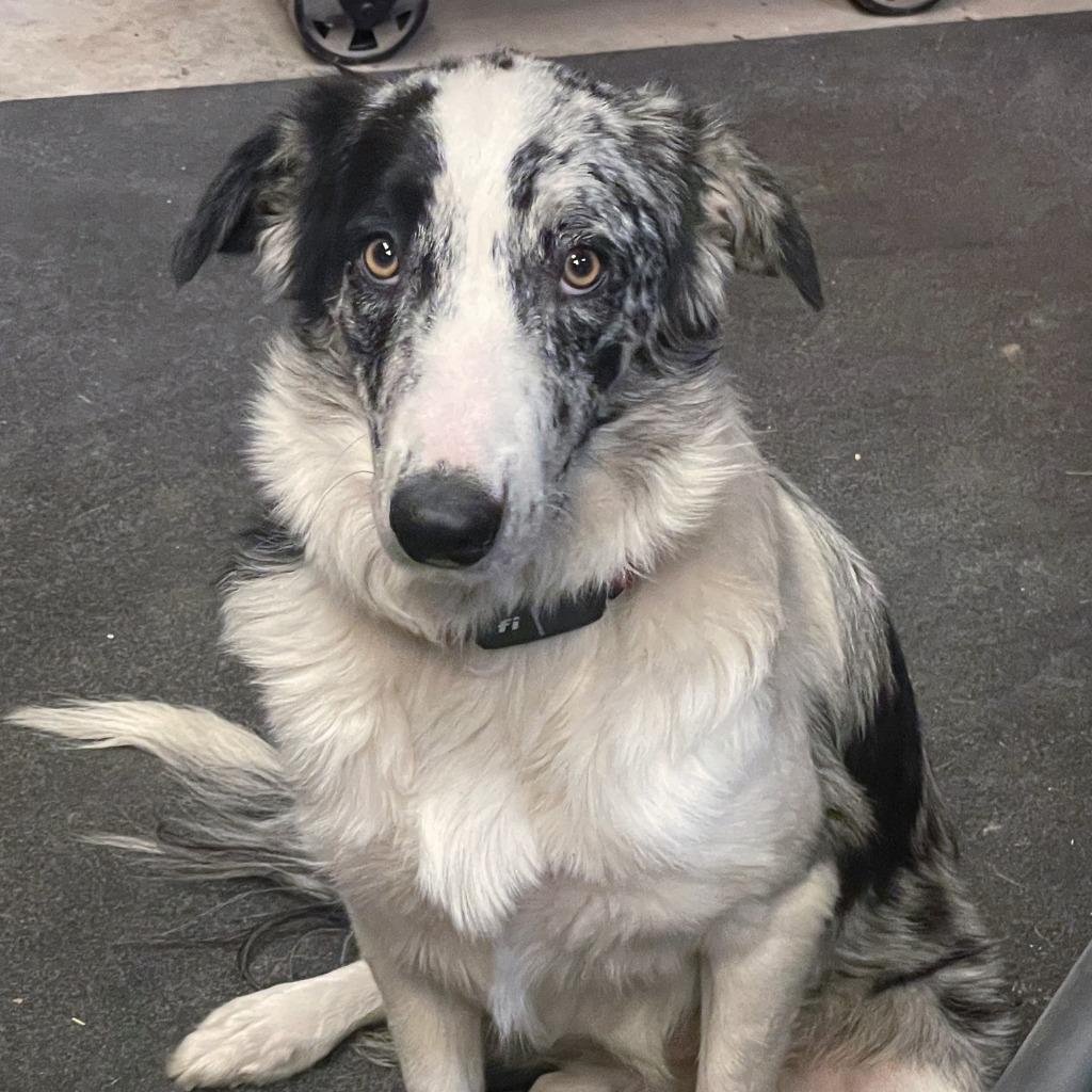 Bailey (63), Adoptable, Puppy Female Border Collie.