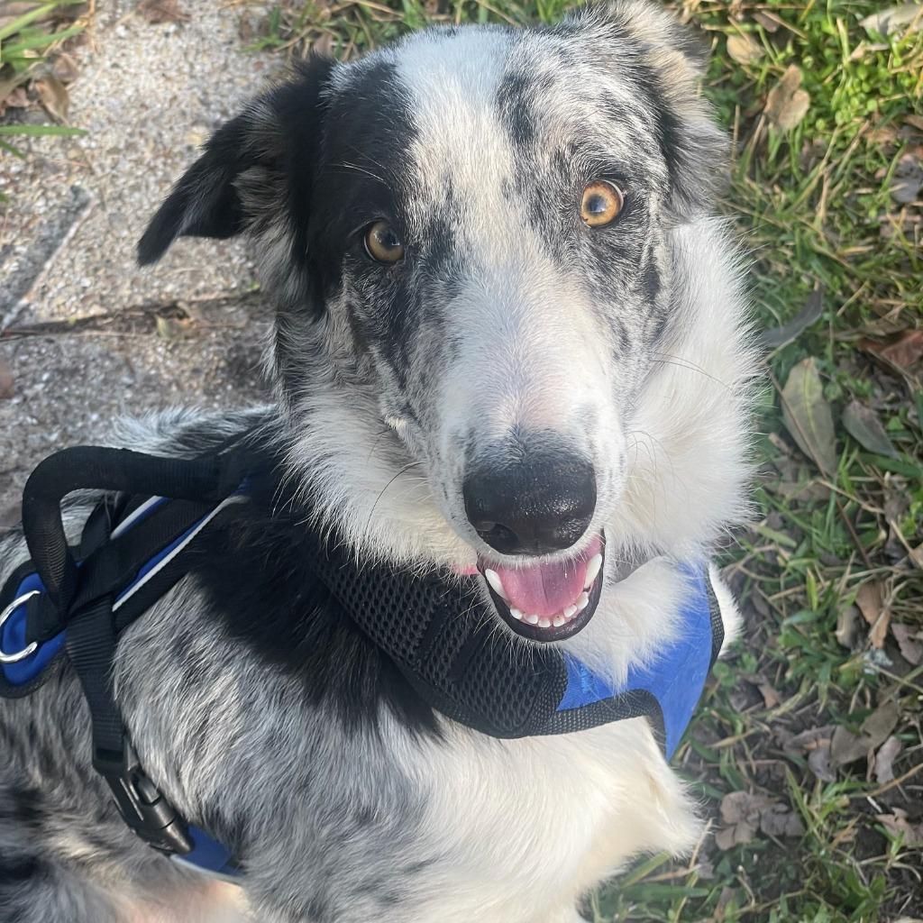 Enlarge Bailey (63), a Adoptable Border Collie in The Woodlands, TX image 2/4