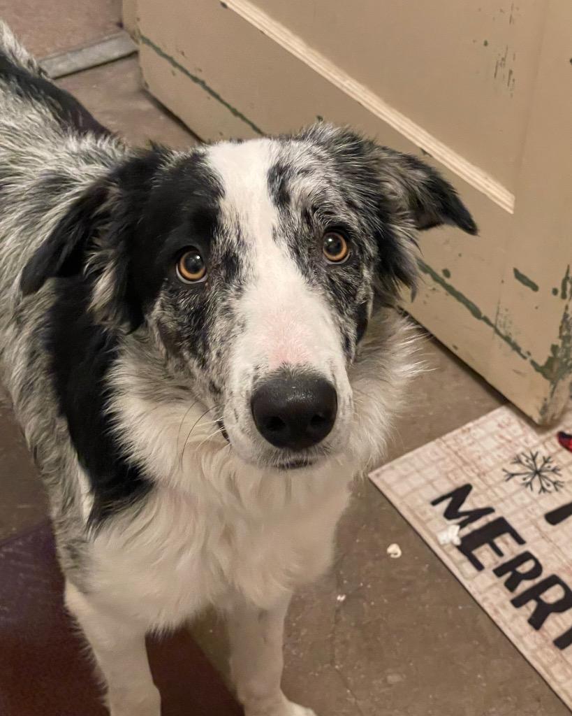 Enlarge Bailey (63), a Adoptable Border Collie in The Woodlands, TX image 3/4