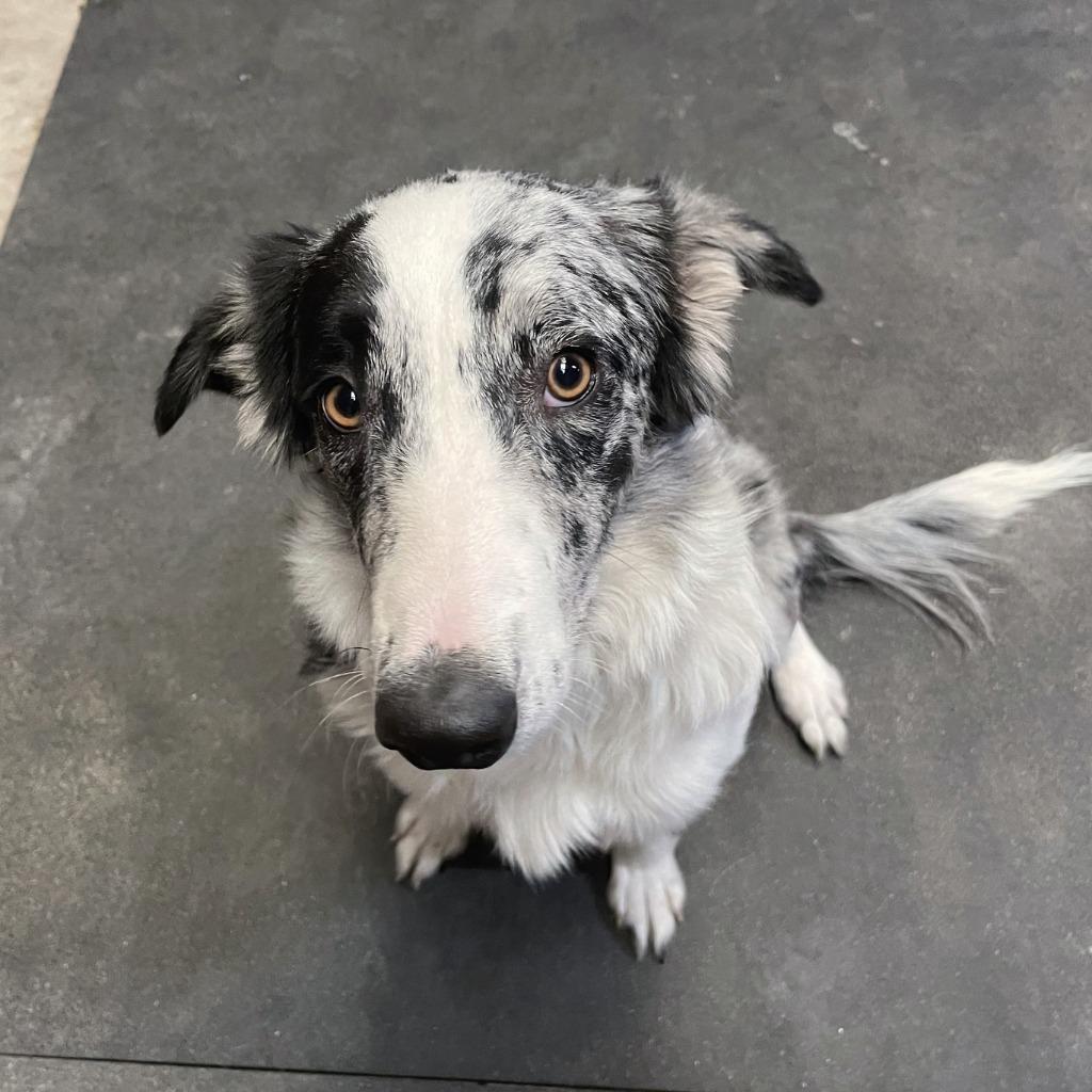 Enlarge Bailey (63), a Adoptable Border Collie in The Woodlands, TX image 4/4