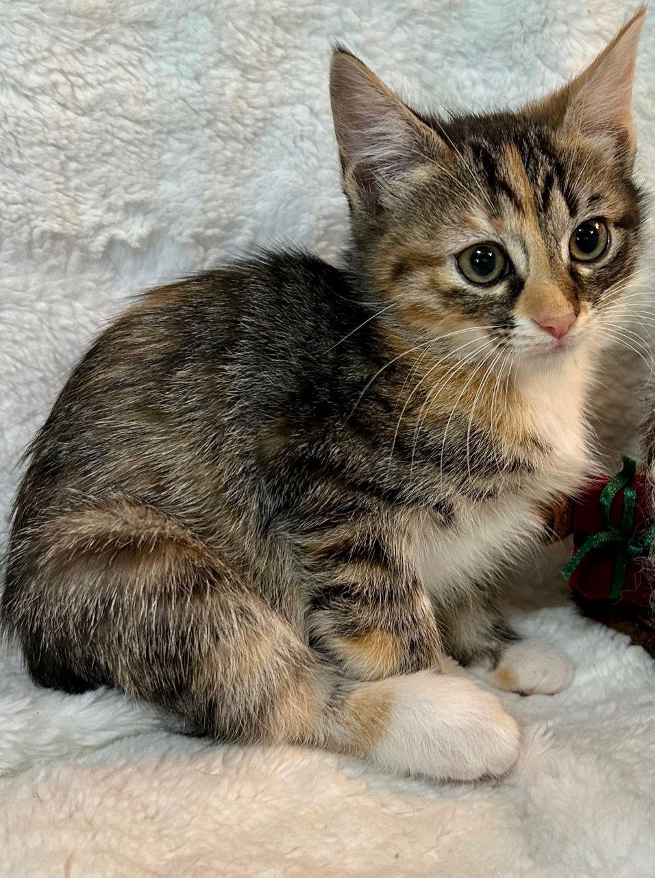 McVie, Adoptable, Kitten Female Domestic Short Hair & Torbie.