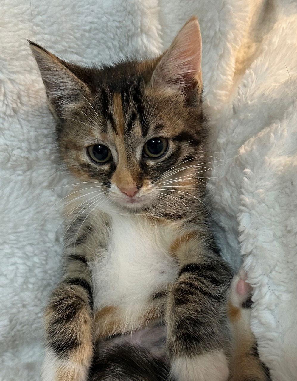 Enlarge McVie, a Adoptable mixed breed in Social Circle, GA image 2/3