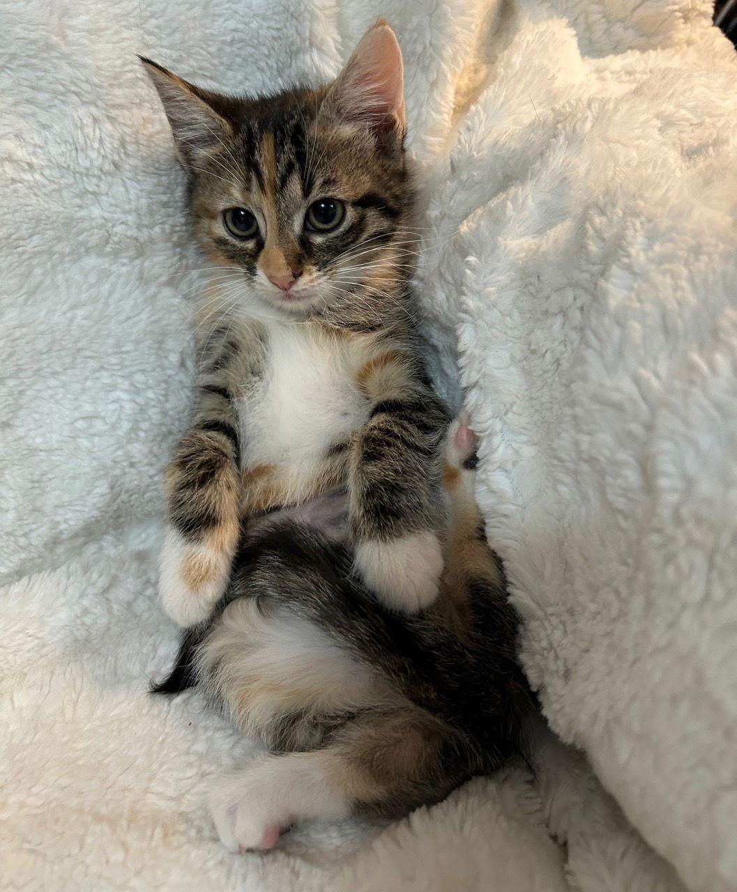 Enlarge McVie, a Adoptable mixed breed in Social Circle, GA image 3/3