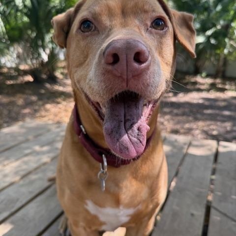 Enlarge Buttercup, a ADOPTABLE Mixed Breed in Charleston, SC image 1/3