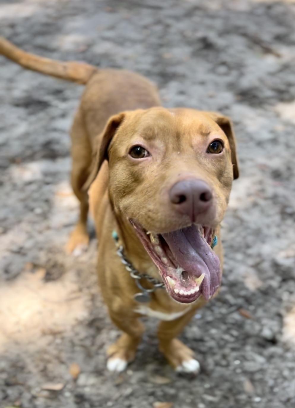 Enlarge Buttercup, a ADOPTABLE Mixed Breed in Charleston, SC image 3/3