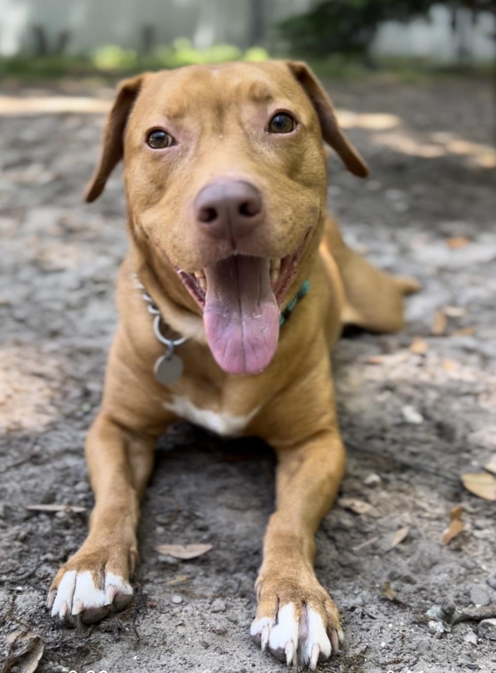 Enlarge Buttercup, a ADOPTABLE Mixed Breed in Charleston, SC image 2/3