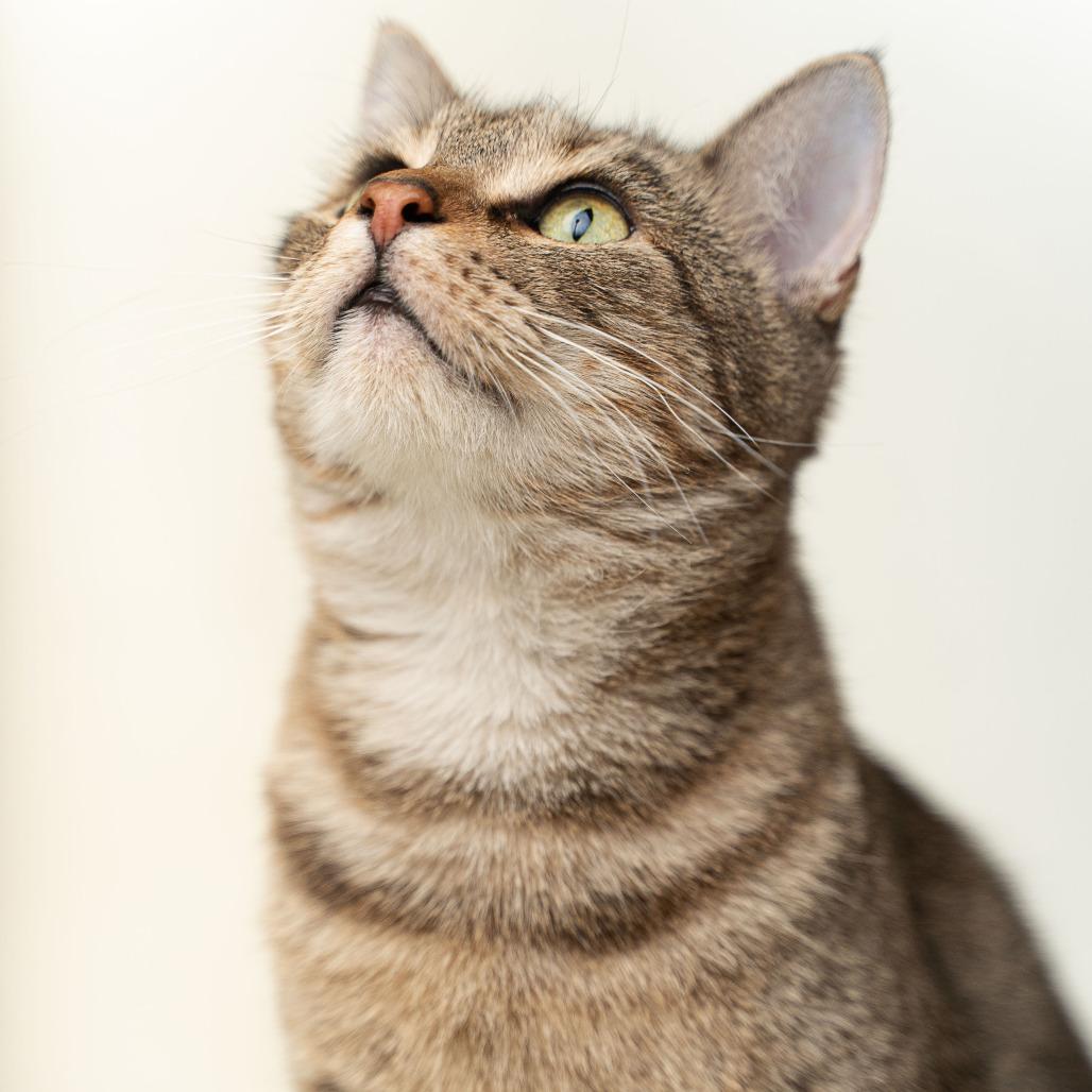 Crystal, Adoptable, Young Female Domestic Short Hair.