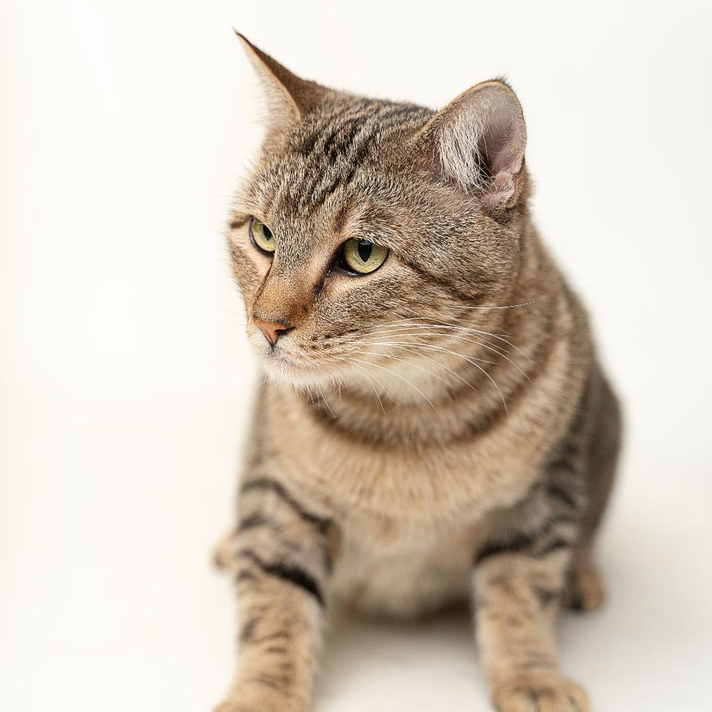 Enlarge Crystal, a Adoptable Domestic Short Hair in Gonzales, LA image 2/6