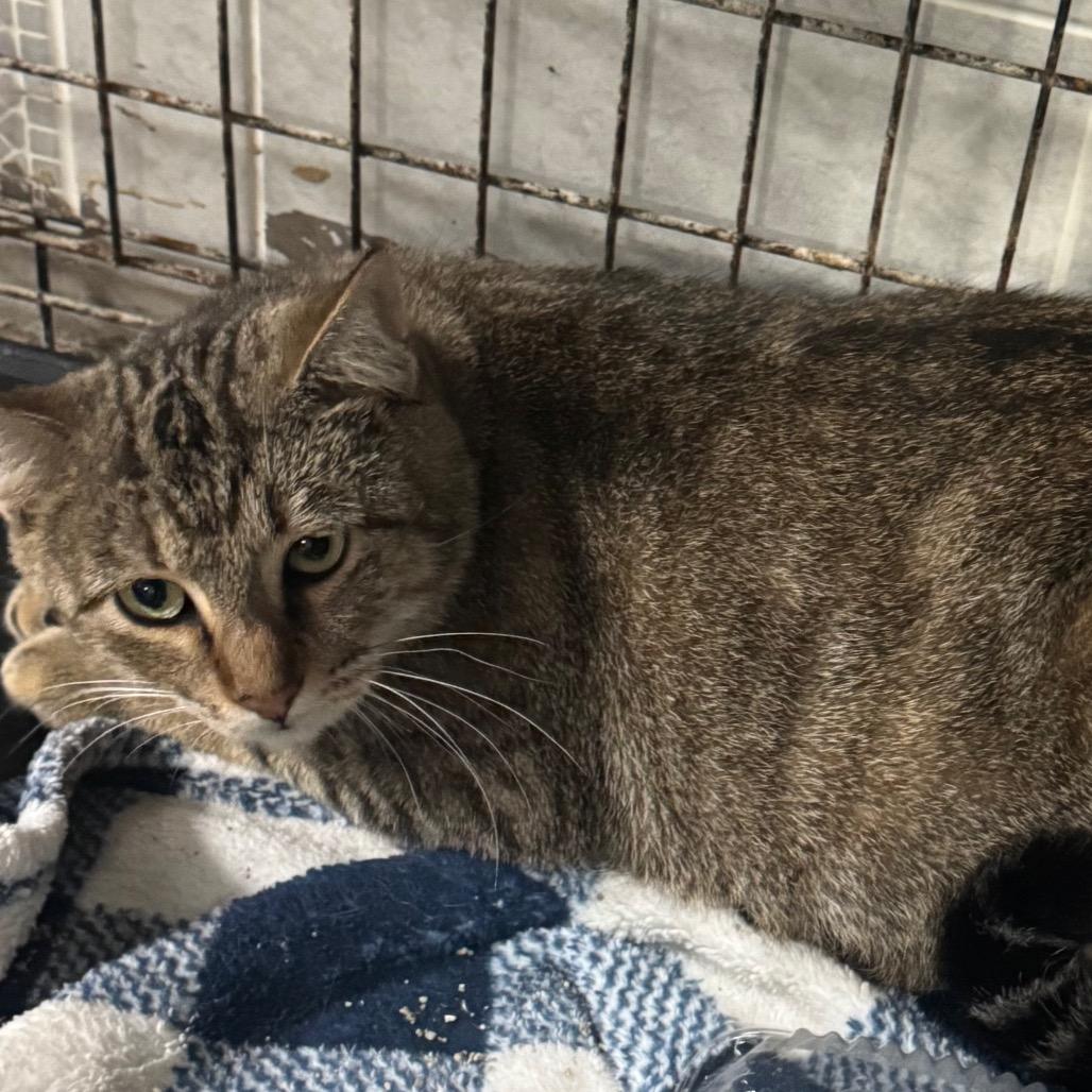 Enlarge Crystal, a Adoptable Domestic Short Hair in Gonzales, LA image 3/6