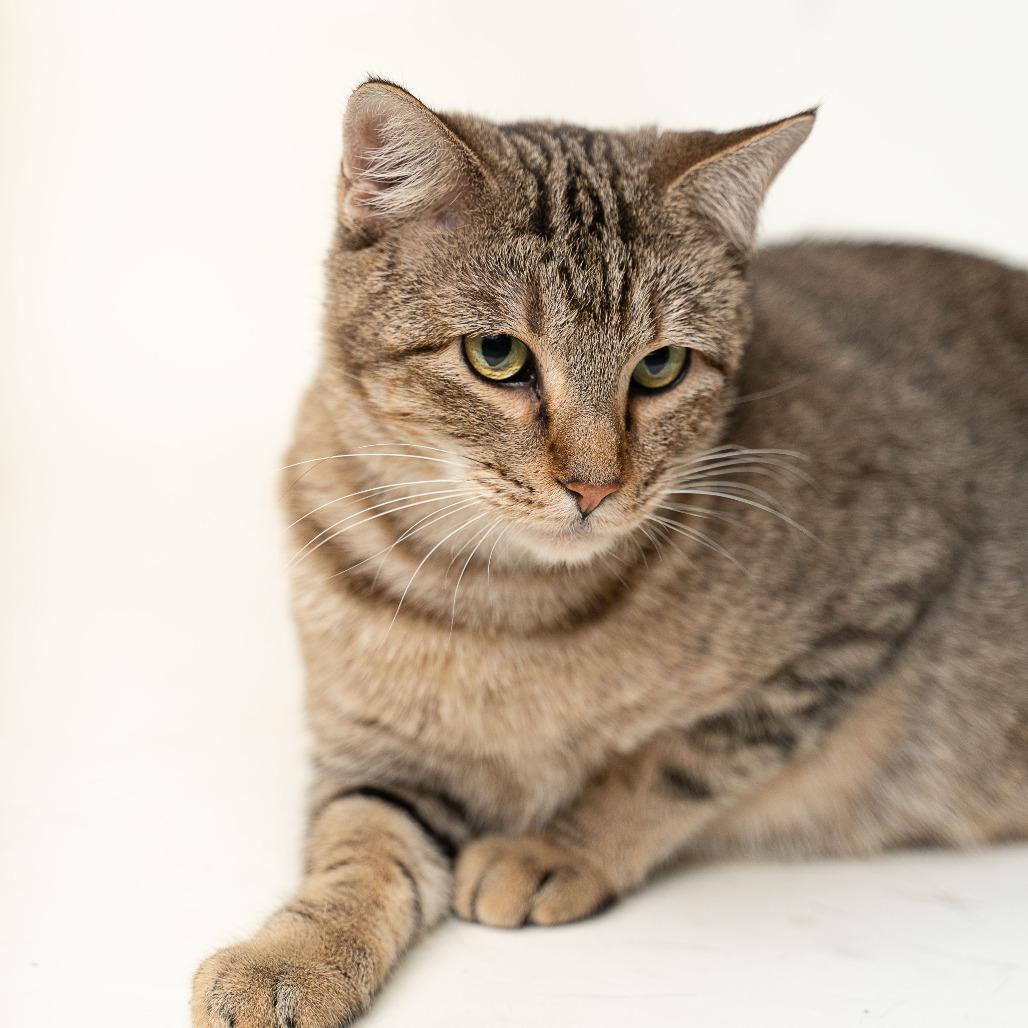 Enlarge Crystal, a Adoptable Domestic Short Hair in Gonzales, LA image 4/6