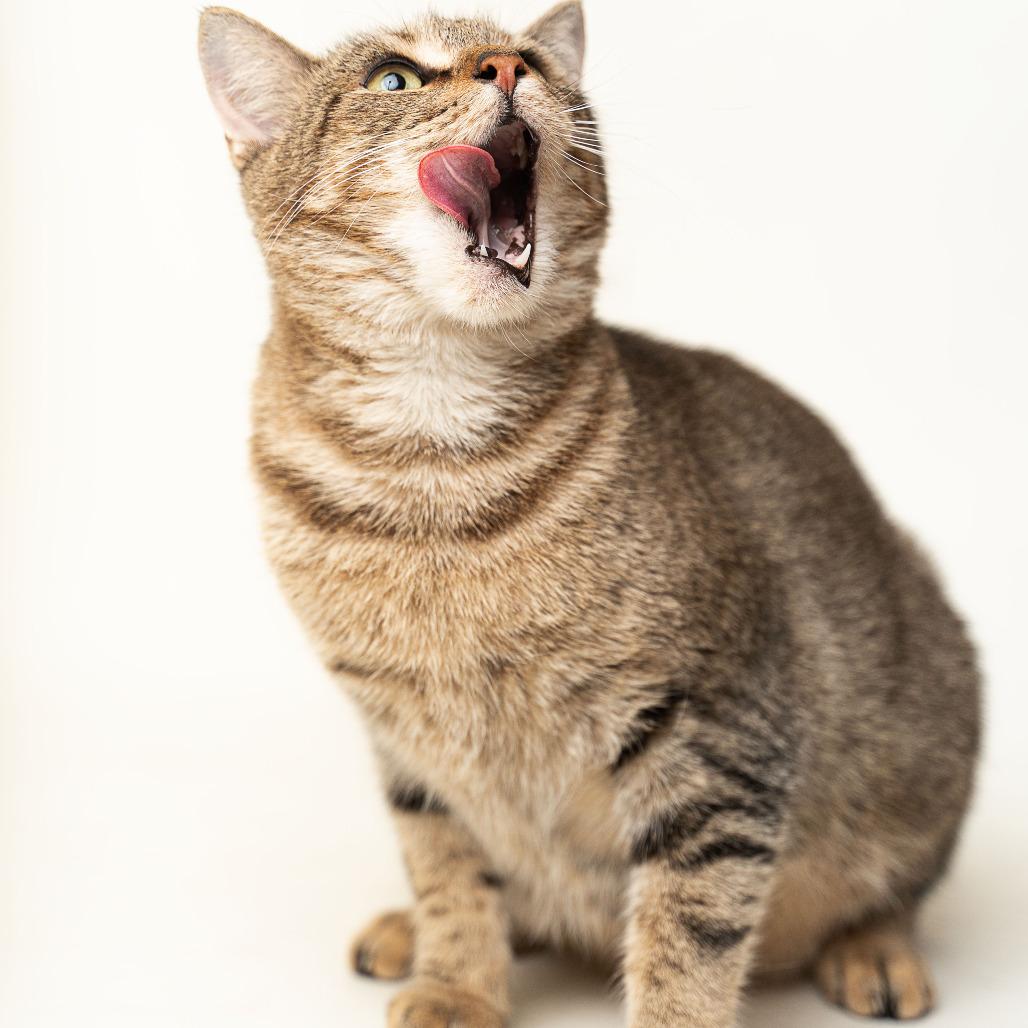 Enlarge Crystal, a Adoptable Domestic Short Hair in Gonzales, LA image 5/6