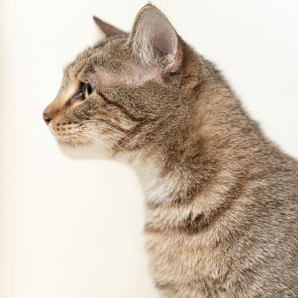 Enlarge Crystal, a Adoptable Domestic Short Hair in Gonzales, LA image 6/6
