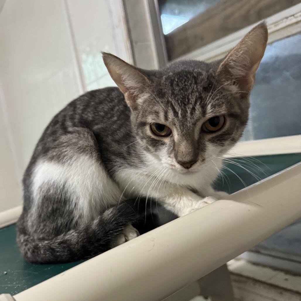 April, Adoptable, Young Female Domestic Short Hair.