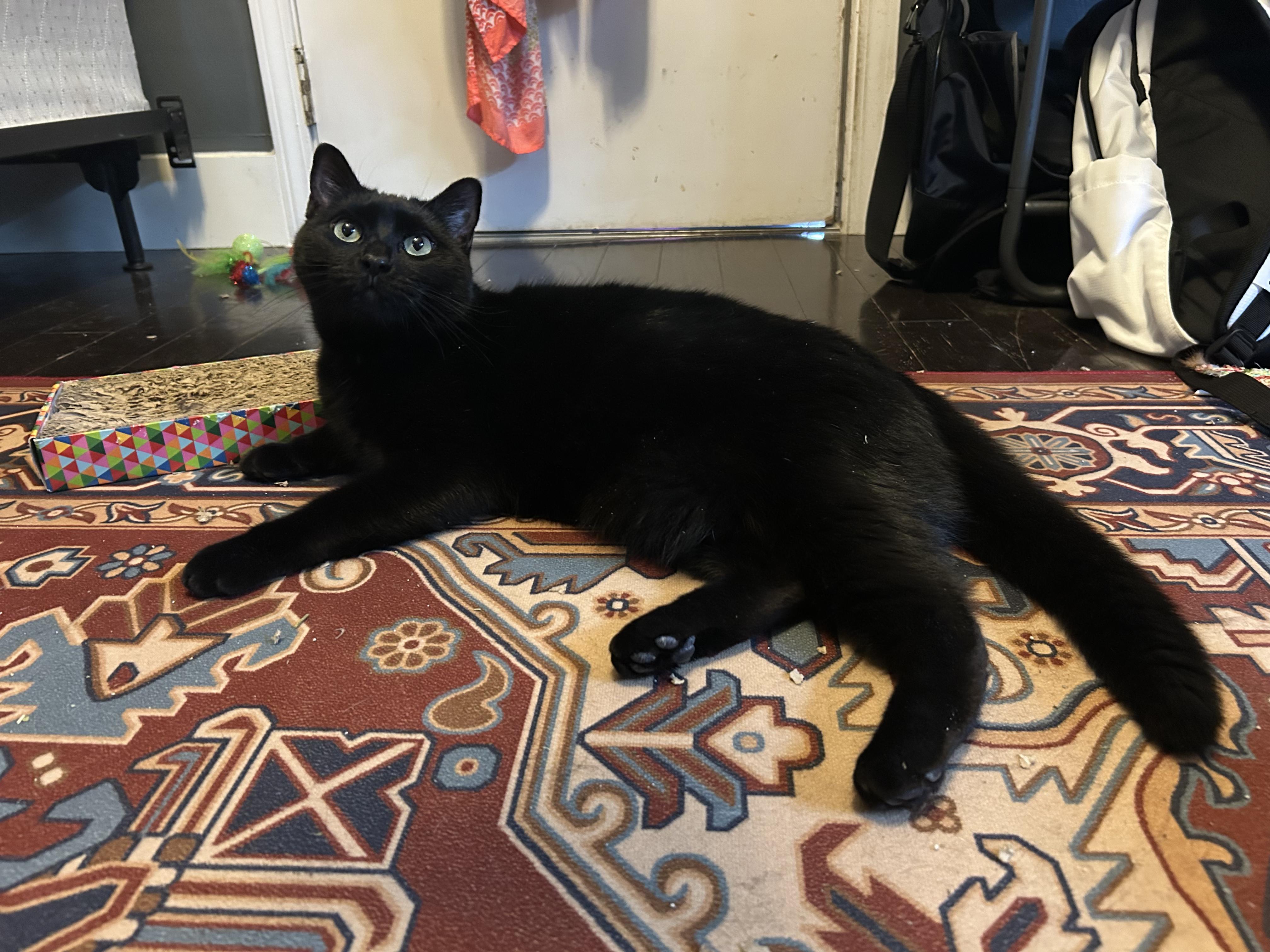 Millie, ADOPTABLE, Adult Female Domestic Short Hair.