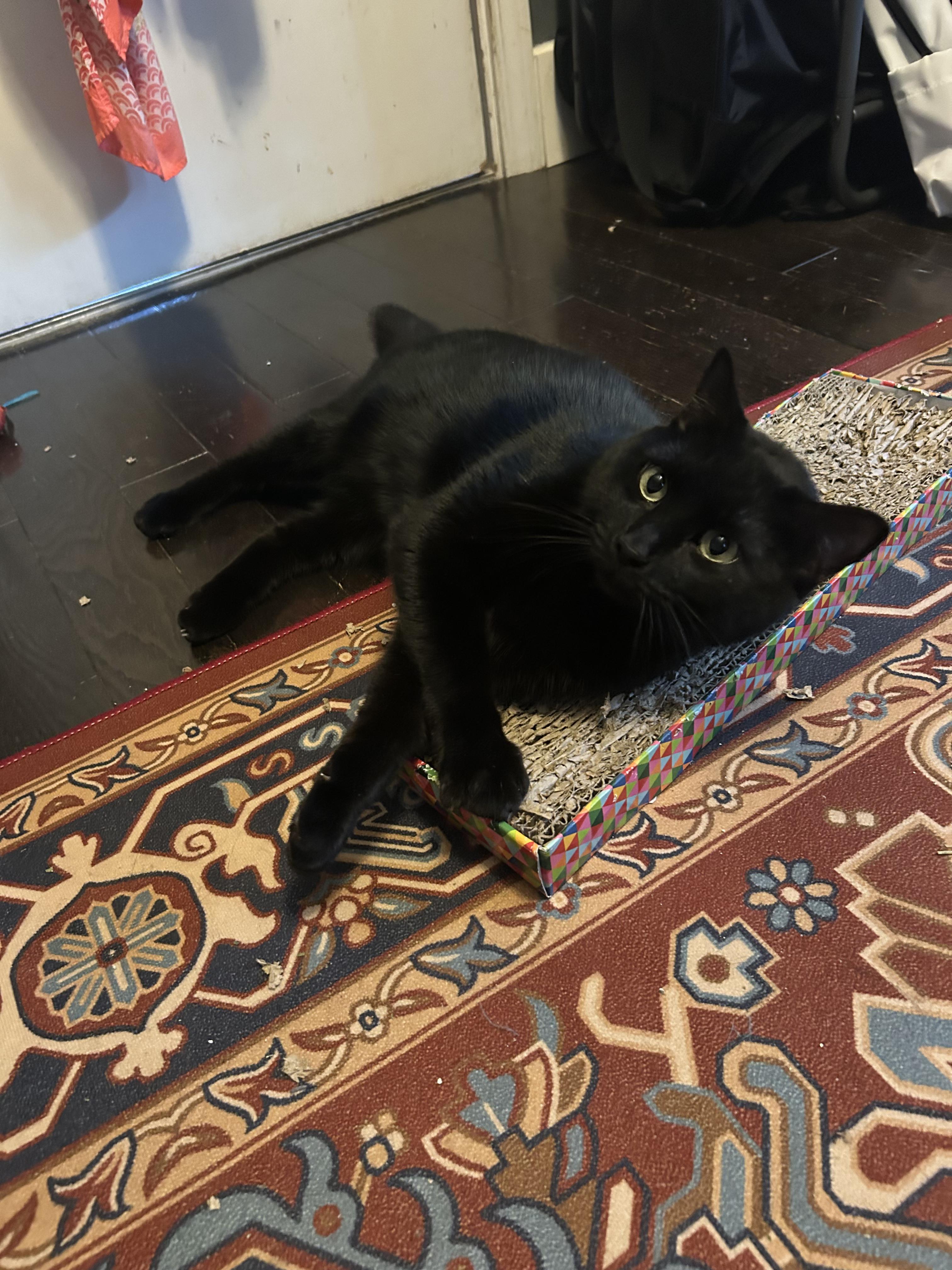 Enlarge Millie, a ADOPTABLE Domestic Short Hair in Chickasaw, AL image 2/2