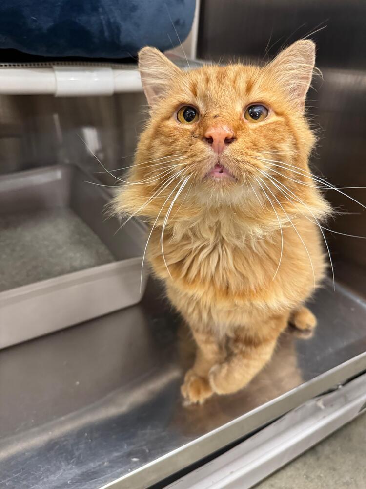 Enlarge Lion, a Adoptable Domestic Medium Hair in Pittstown, NJ image 1/3