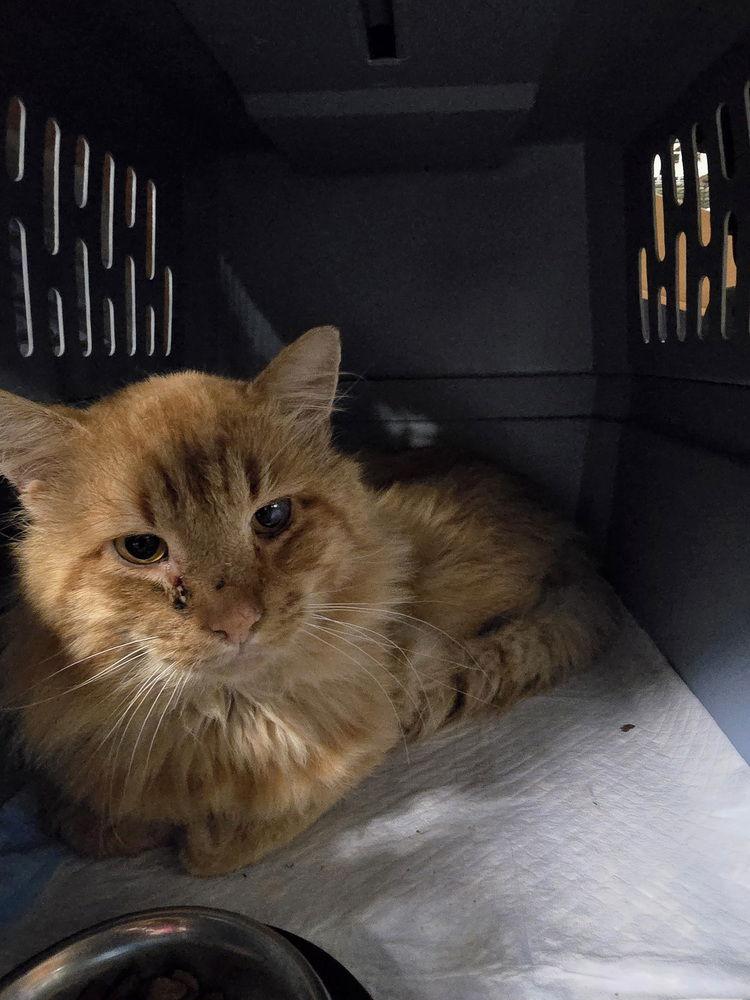 Lion, Adoptable, Young Male Domestic Medium Hair.