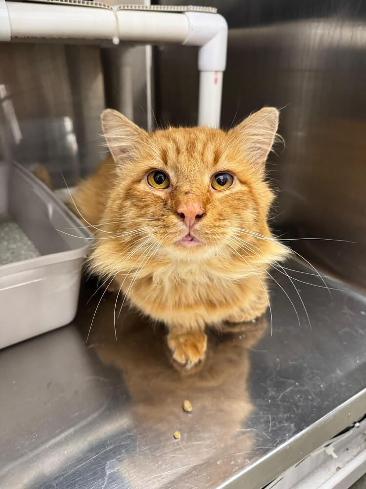 Enlarge Lion, a Adoptable Domestic Medium Hair in Pittstown, NJ image 3/3