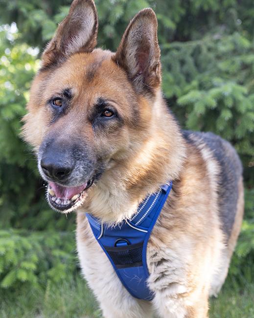 Enlarge Kyrie, a ADOPTABLE German Shepherd Dog in Chicago, IL image 2/6