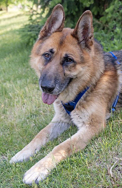 Kyrie, ADOPTABLE, Adult Male German Shepherd Dog.