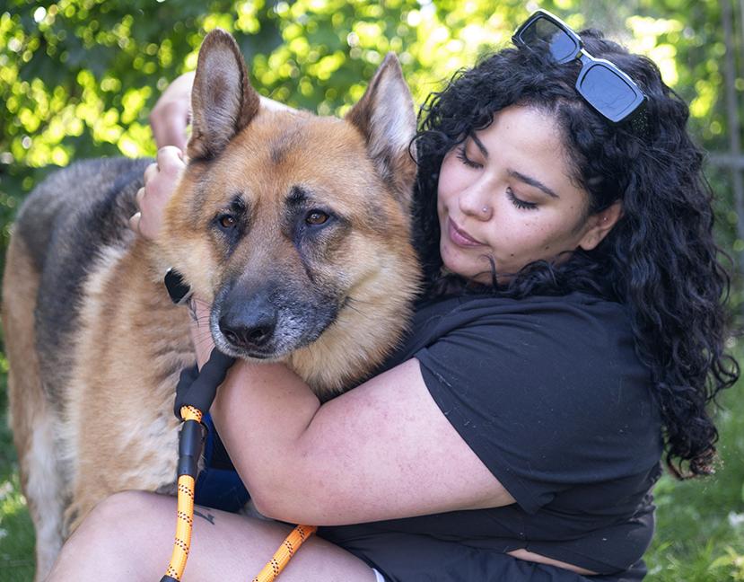 Enlarge Kyrie, a ADOPTABLE German Shepherd Dog in Chicago, IL image 3/6